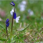 endlich Frühling I