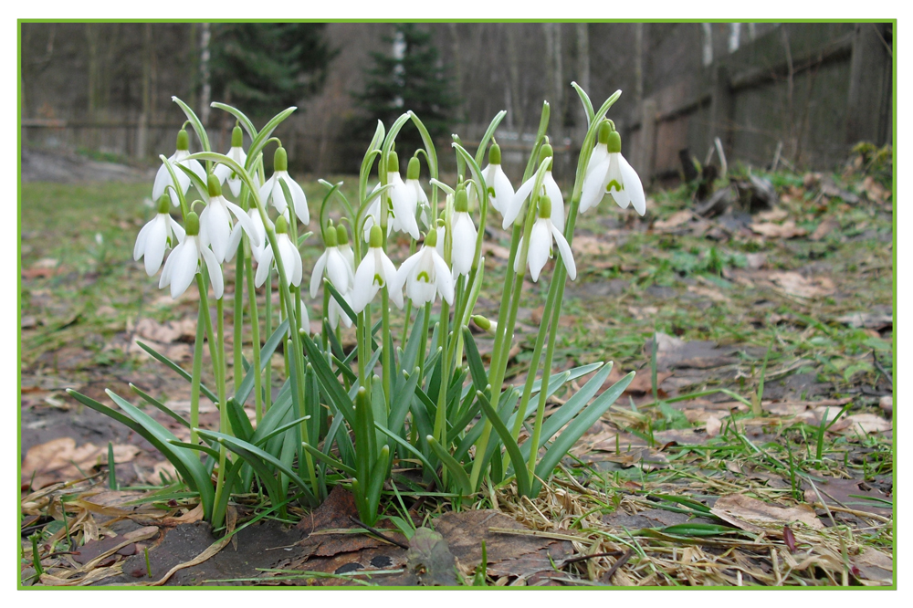 endlich Frühling II