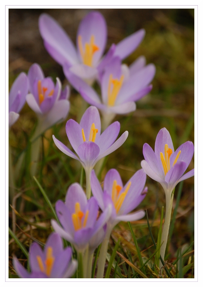 Endlich Frühling II