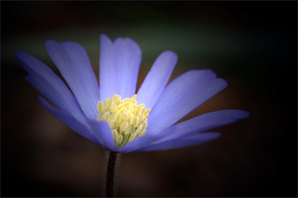 Endlich Frühling II