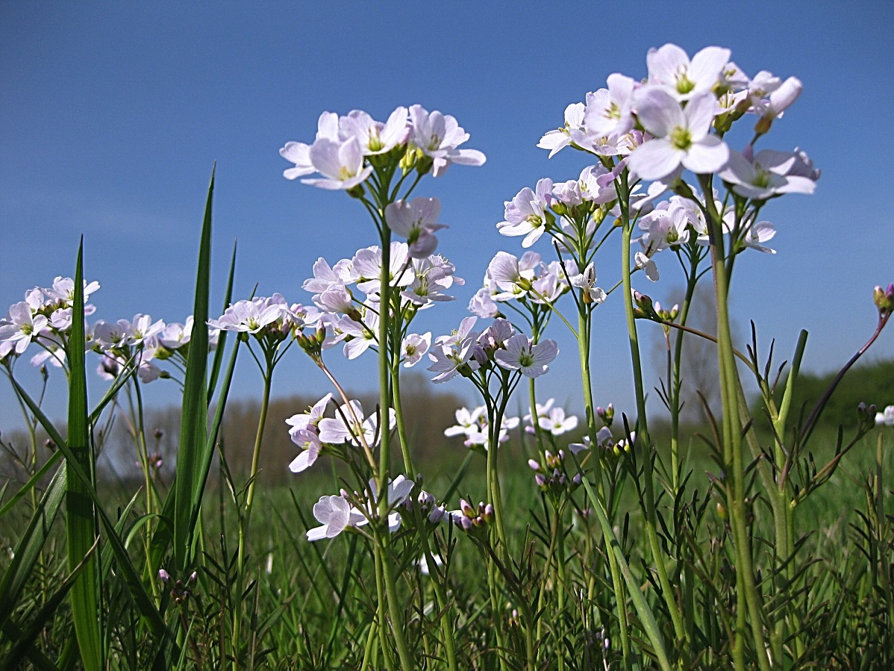 Endlich Frühling II