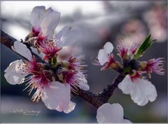 ENDLICH FRÜHLING III