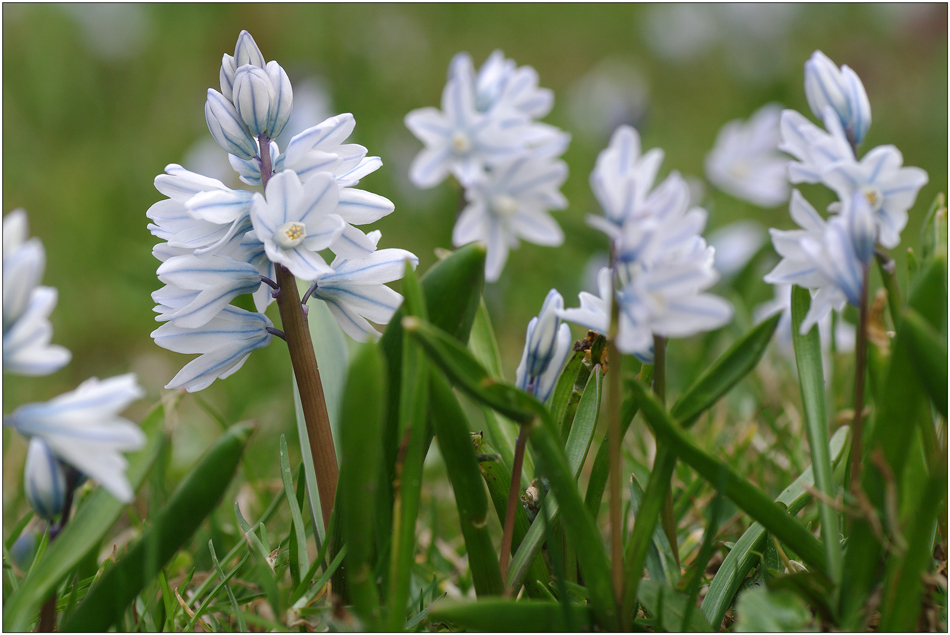 endlich Frühling III