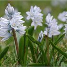 endlich Frühling III