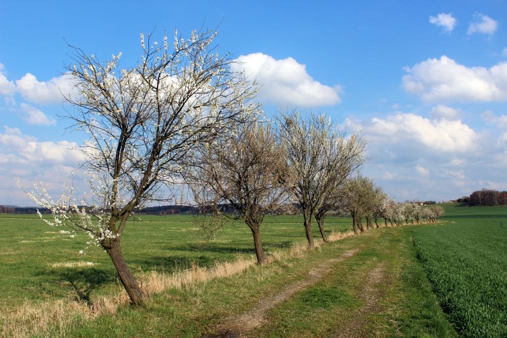 Endlich Frühling in der Oberlausitz