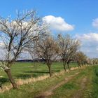 Endlich Frühling in der Oberlausitz