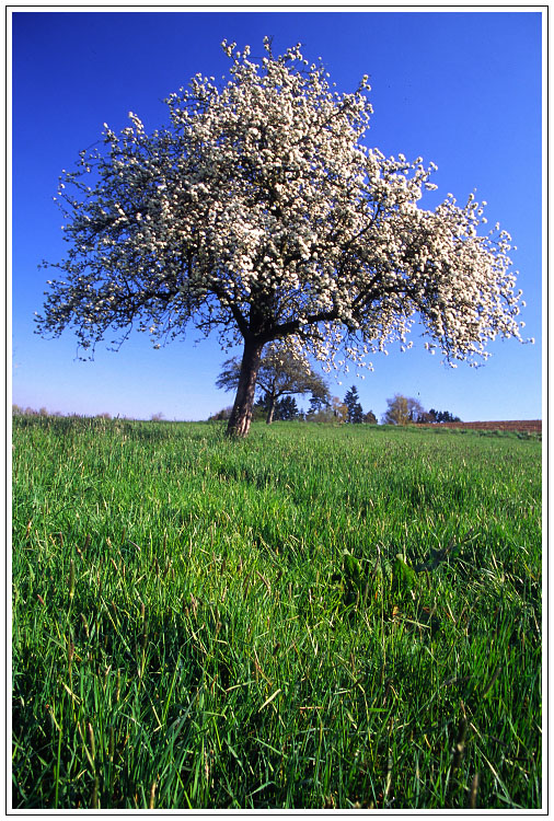 Endlich Frühling in Deutschland