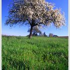 Endlich Frühling in Deutschland