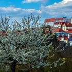 Endlich Frühling in Parsberg