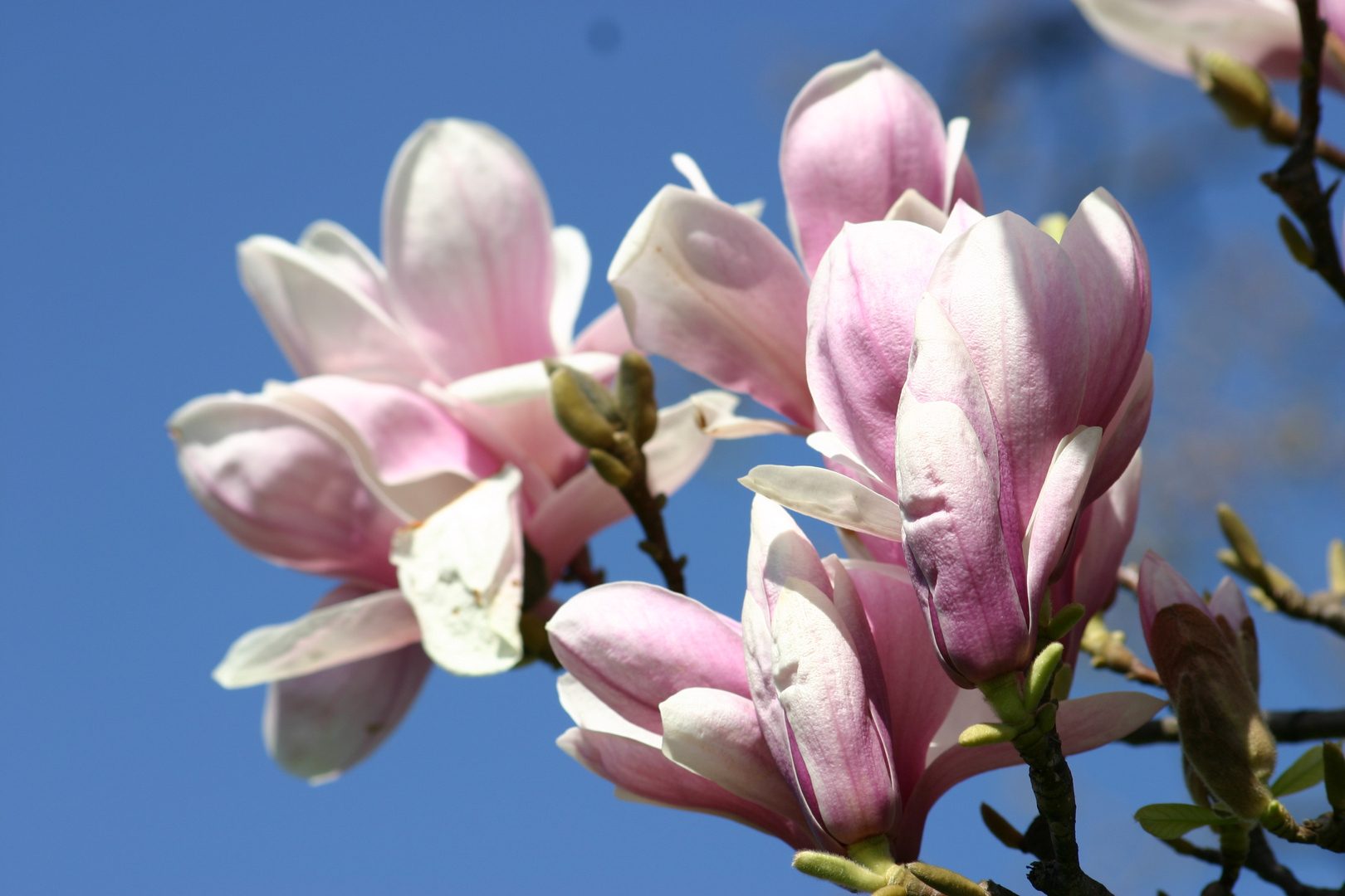 ...endlich Frühling in Stuttgart...