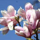 ...endlich Frühling in Stuttgart...