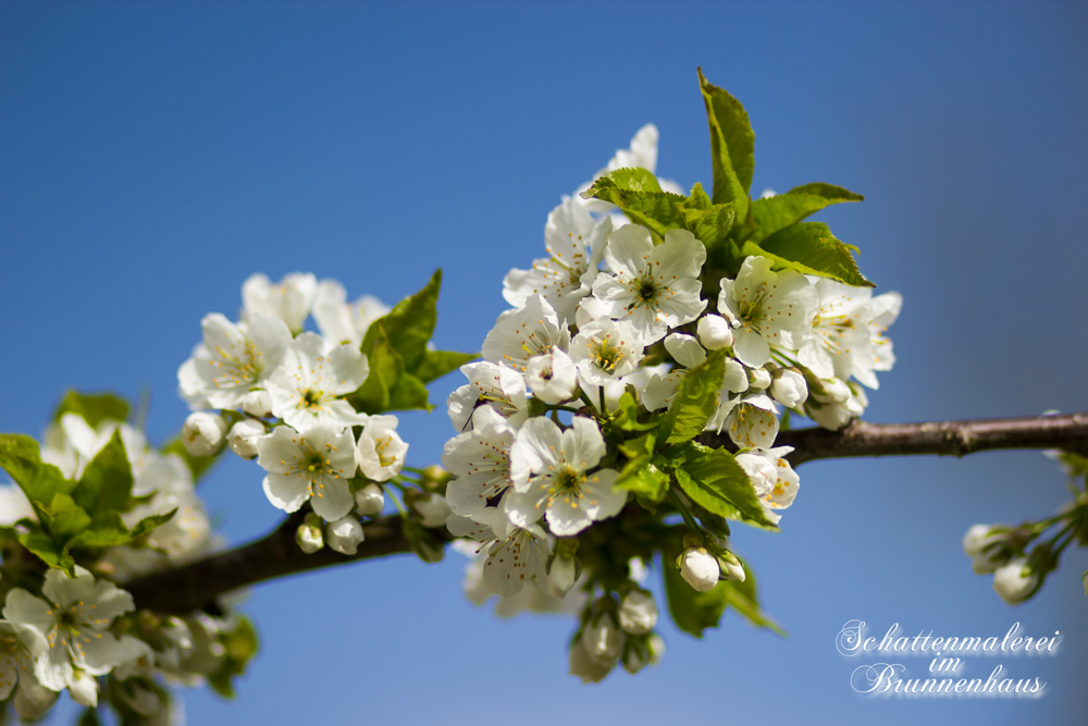 Endlich Frühling, Kirschblüte in Grasellenbach, Odenwald