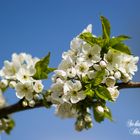 Endlich Frühling, Kirschblüte in Grasellenbach, Odenwald