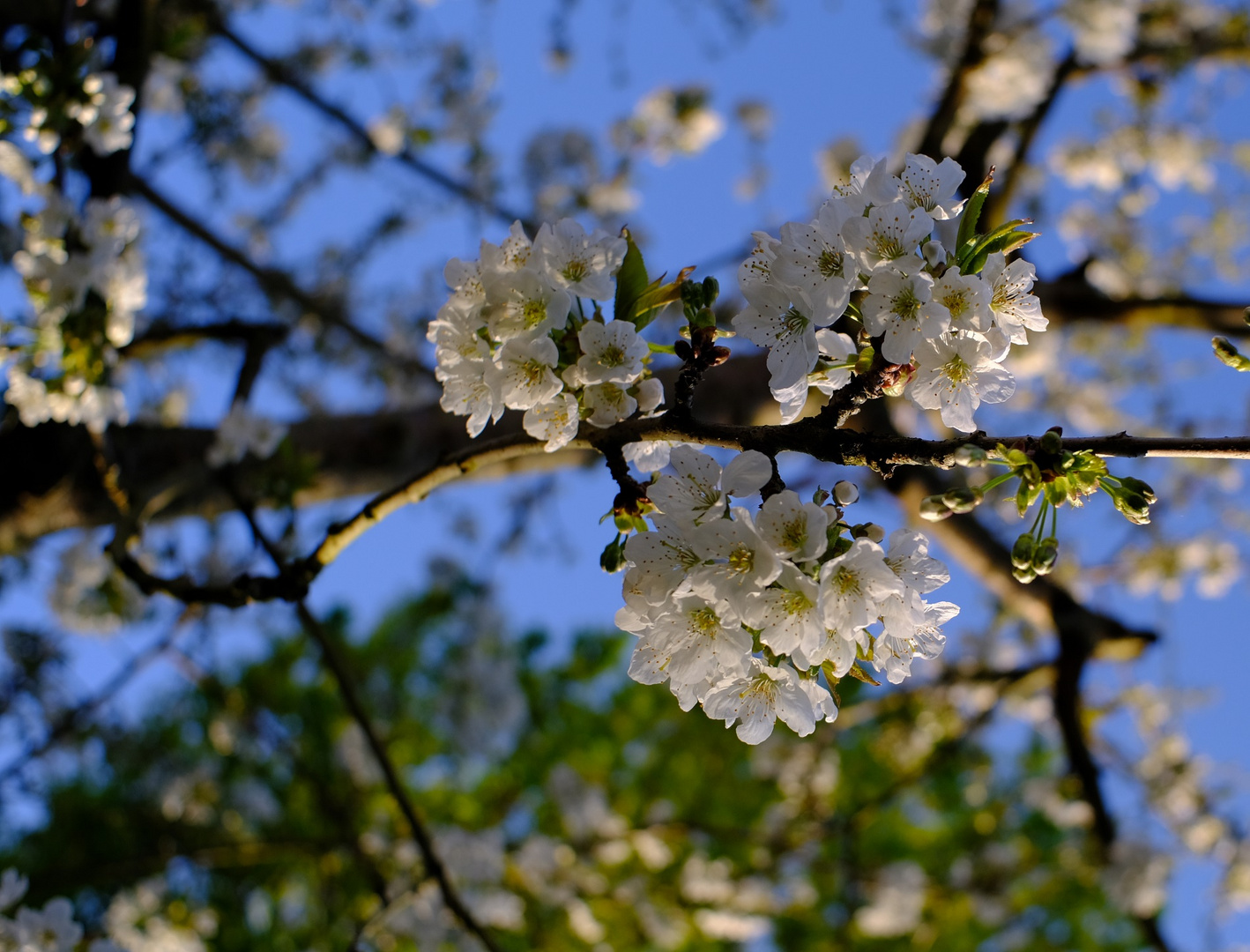 Endlich Frühling kirschblüten