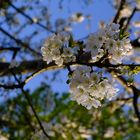 Endlich Frühling kirschblüten