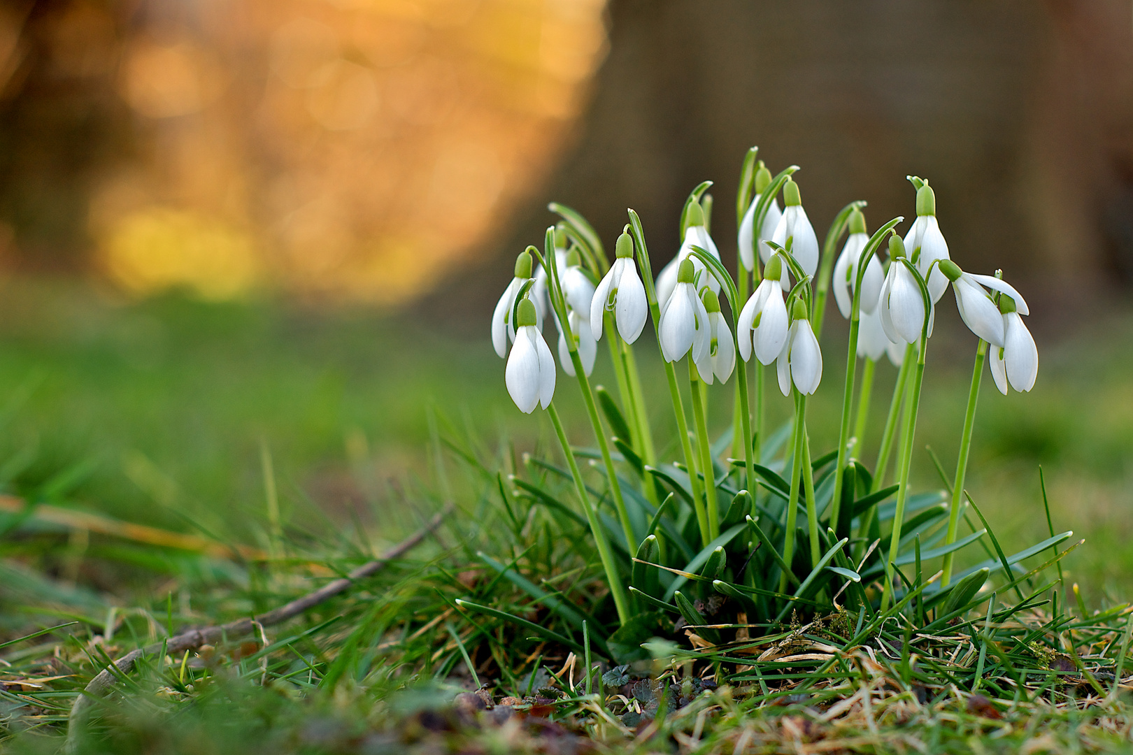 Endlich Frühling: Schneeglöckchen