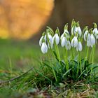 Endlich Frühling: Schneeglöckchen