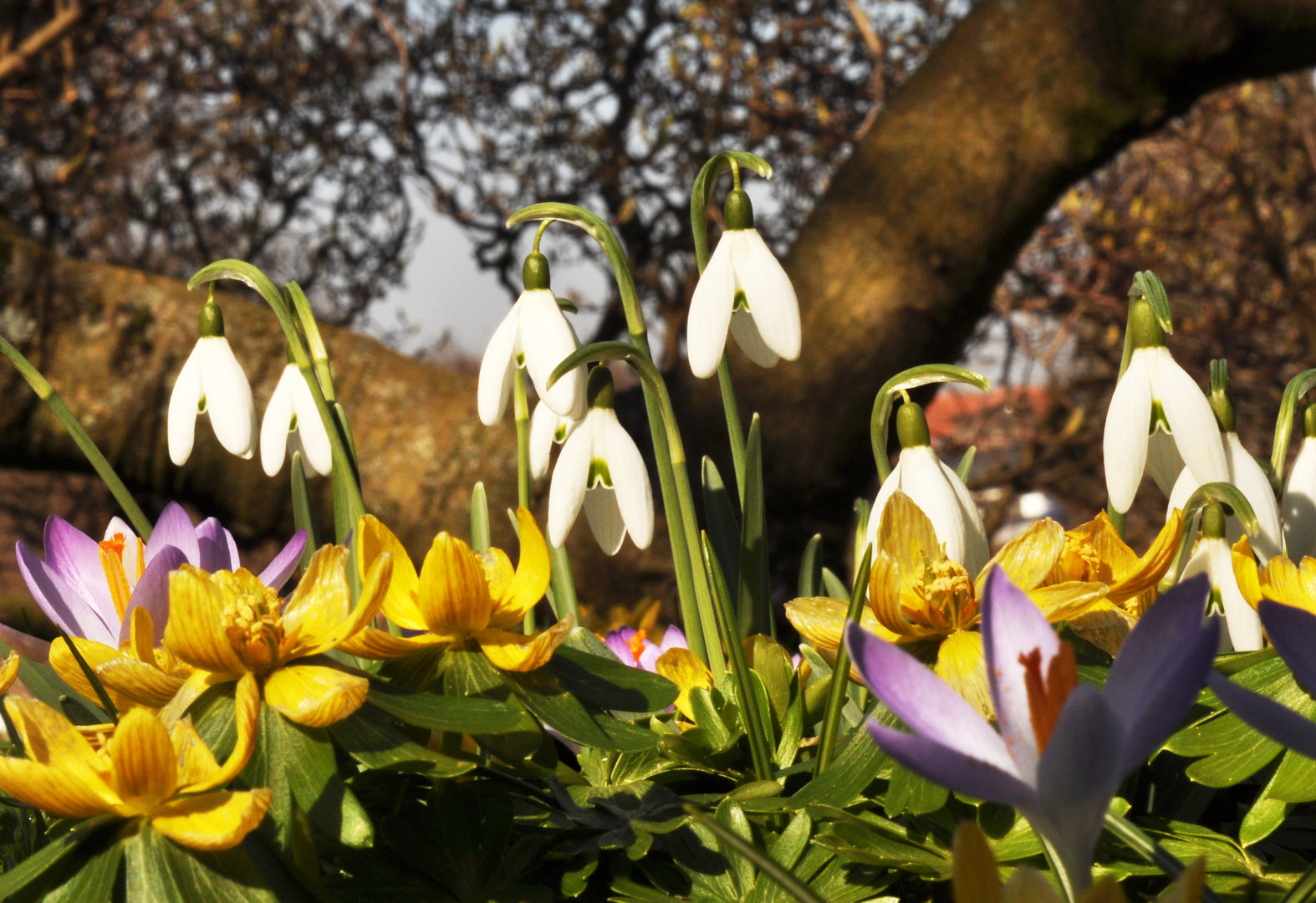 Endlich Frühling - Schneeglöckchen, Krokus, Winterling & Co.