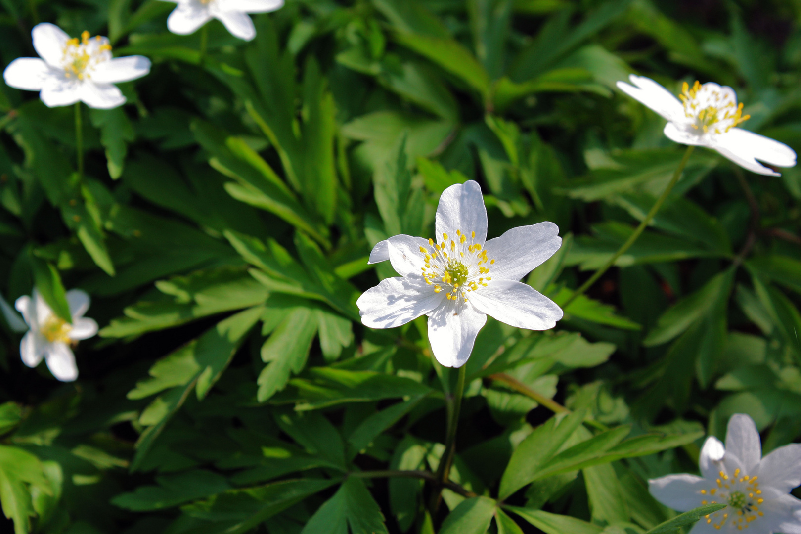 Endlich Frühling und alles blüht