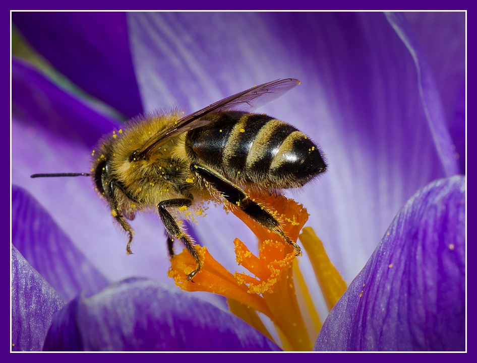 ...endlich Frühling und die ersten Pollen !!!!