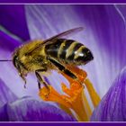 ...endlich Frühling und die ersten Pollen !!!!