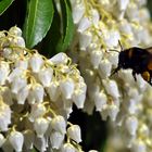 ... endlich Frühling, und sie fliegen wieder