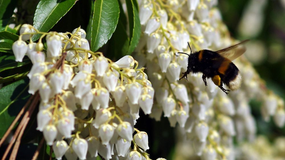 ... endlich Frühling, und sie fliegen wieder