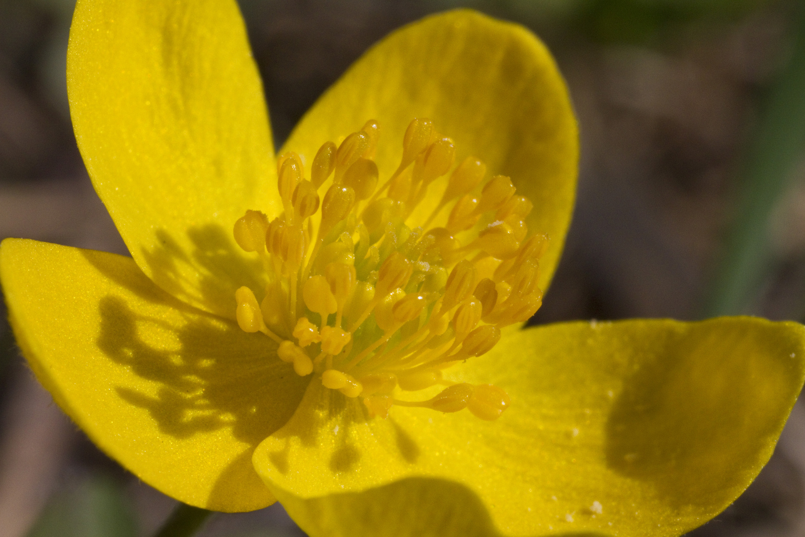 endlich frühling2