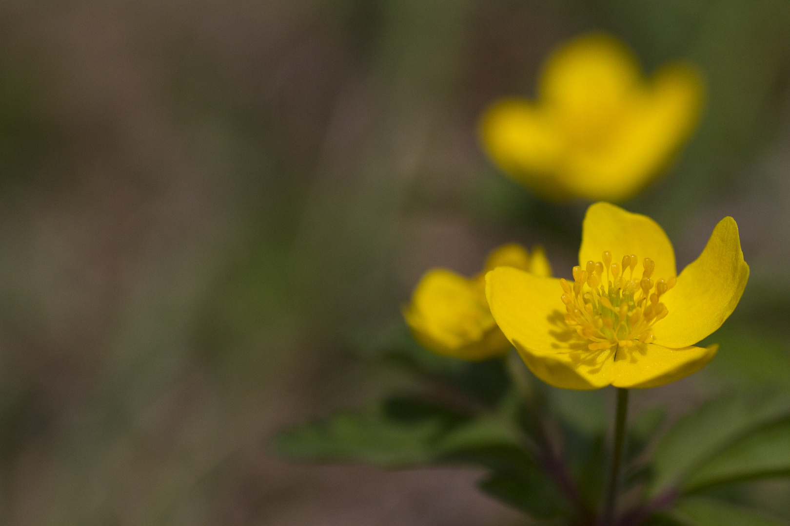 endlich frühling3