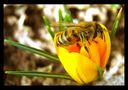 Endlich Frühling(8 mm) von Matthias Schnurr