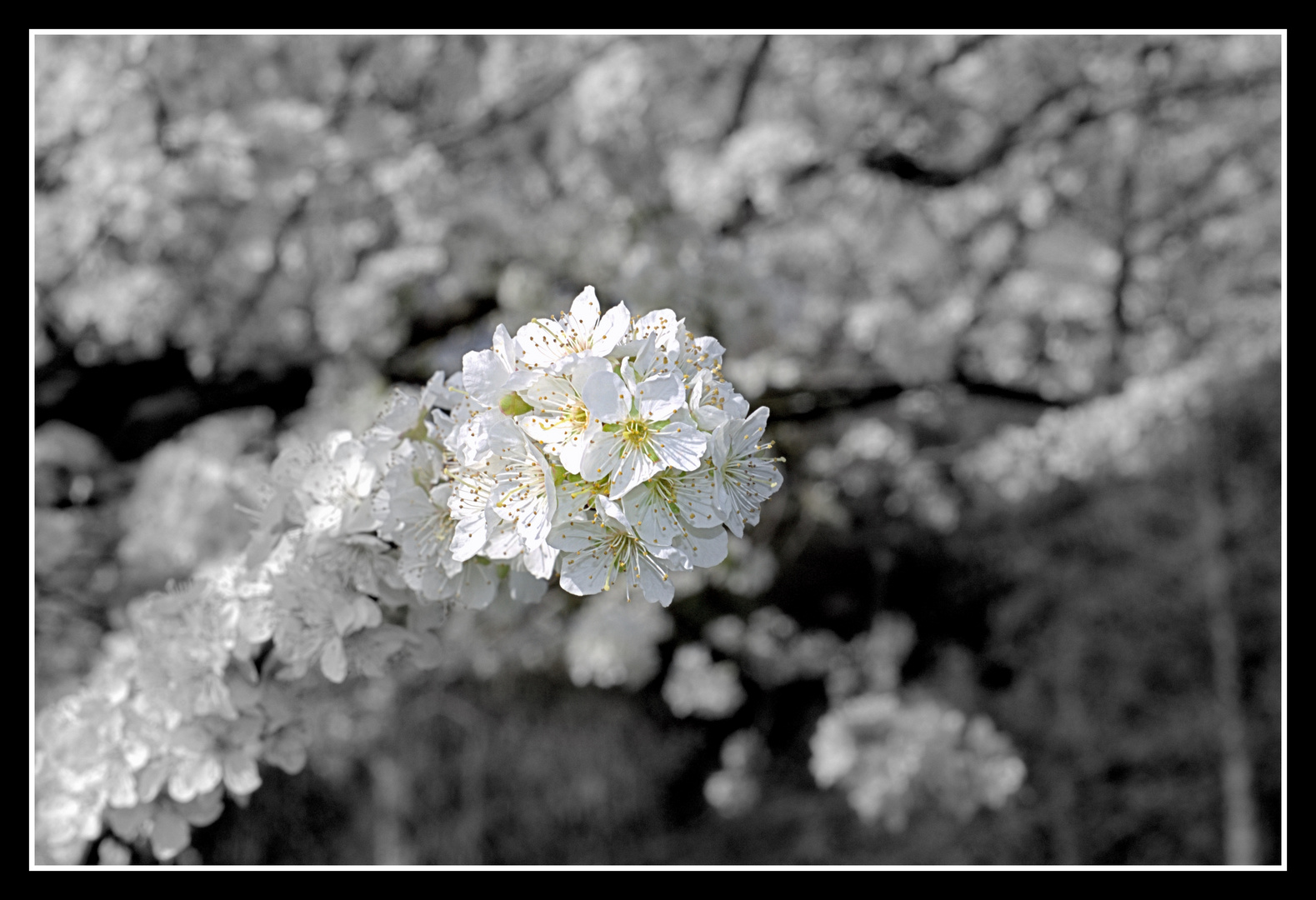 Endlich Frühling,die Bäume blühen!