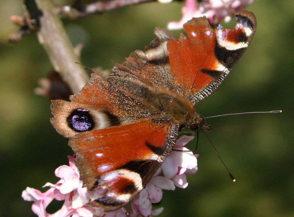 Endlich Frühling,die Schmetterlinge sind wieder da!