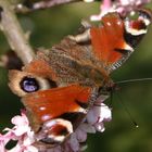 Endlich Frühling,die Schmetterlinge sind wieder da!