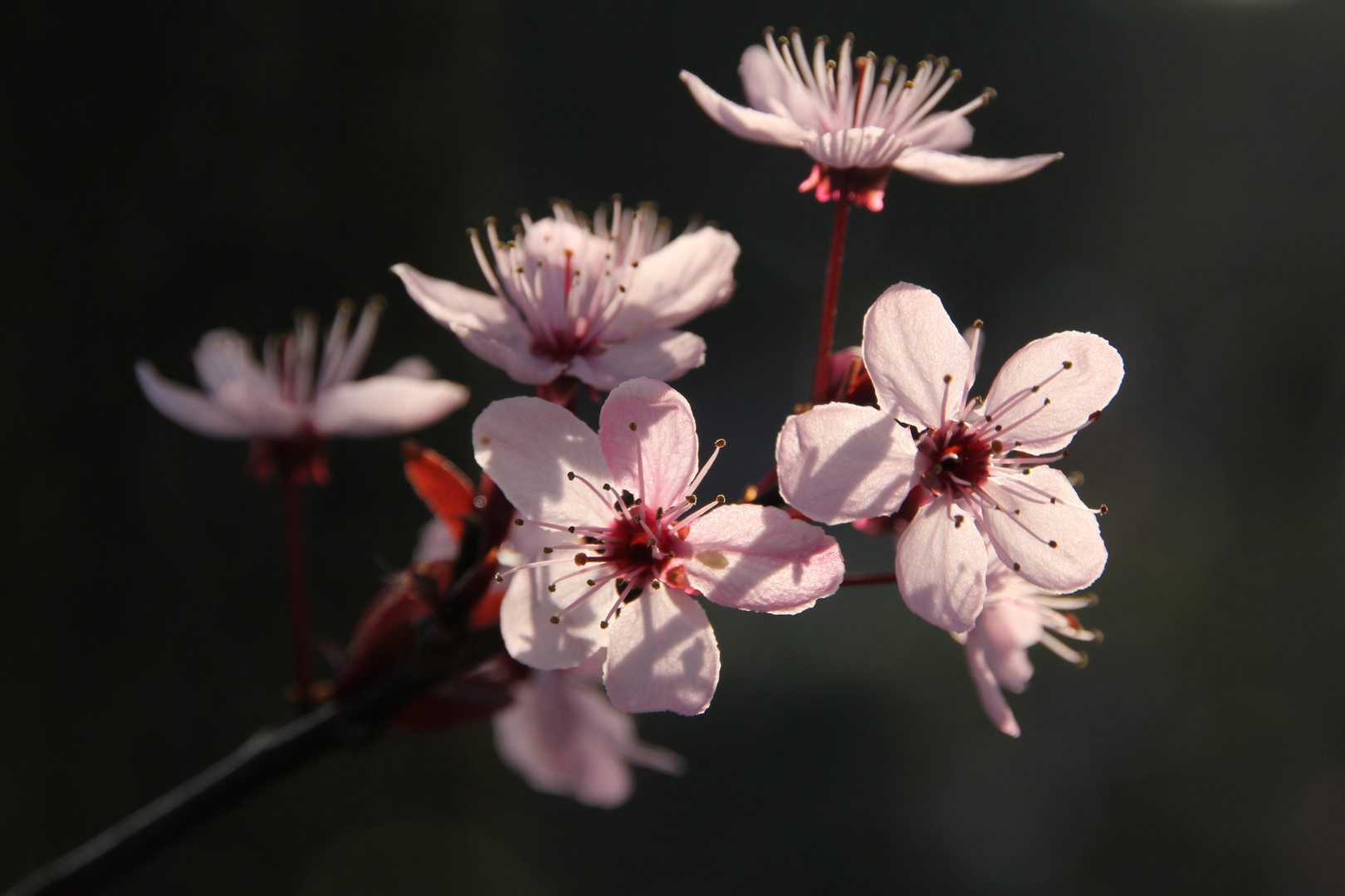 ....endlich Frühlingsblüten