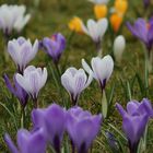 Endlich ... Frühlingserwachen