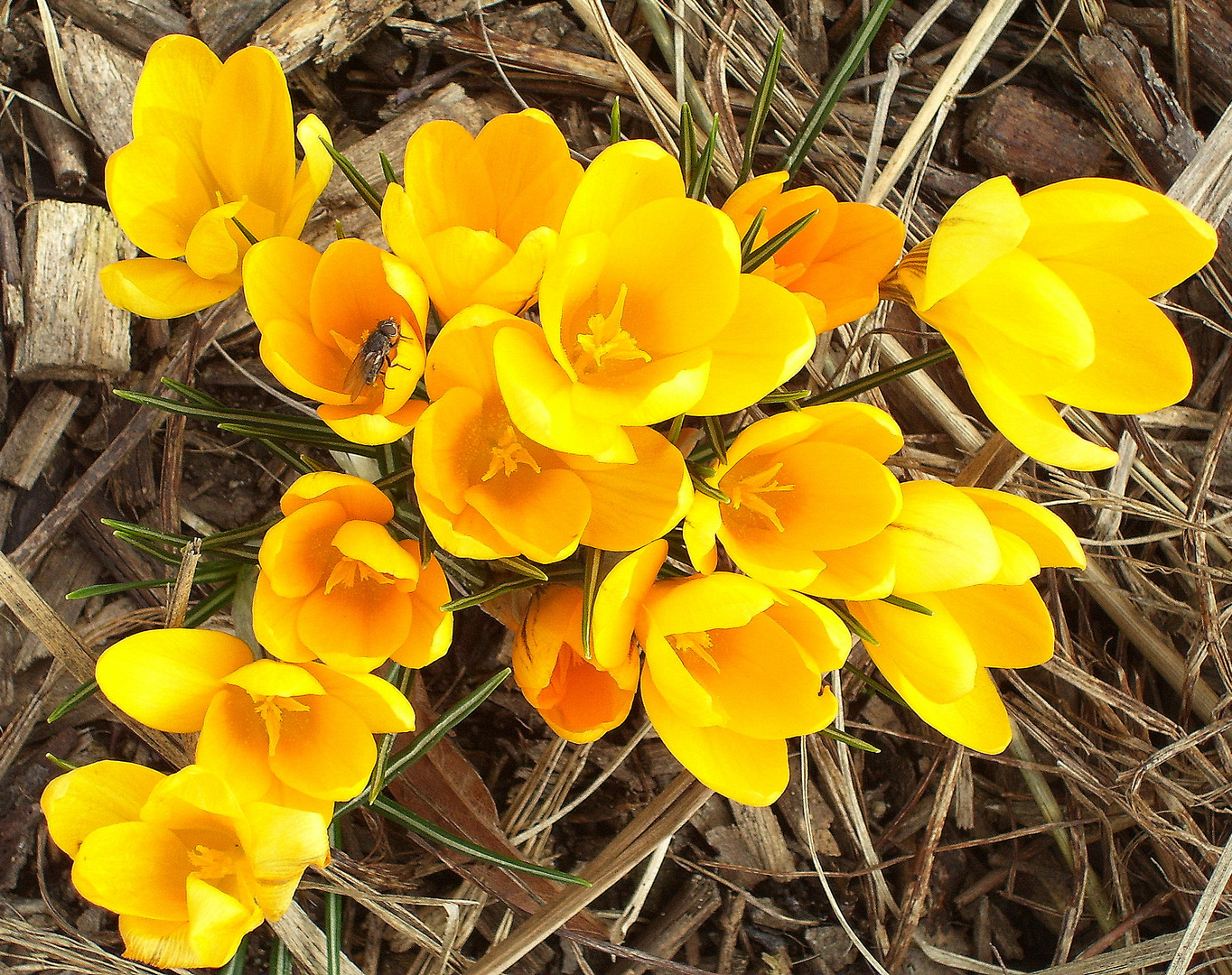 Endlich Frühling...und Summi ist auch schon auf den Flügeln