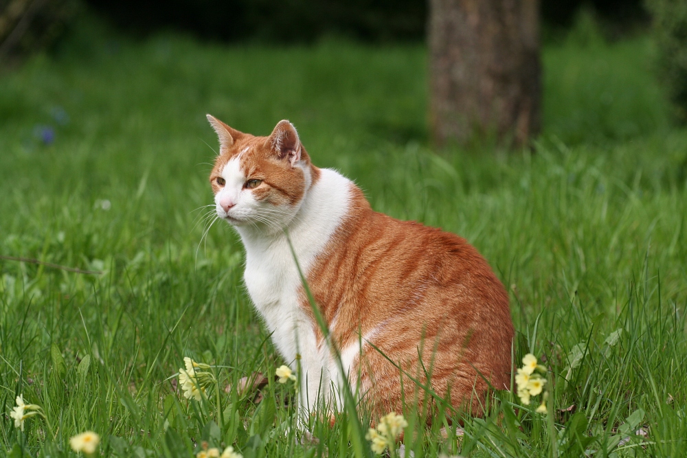 ***endlich Früling***