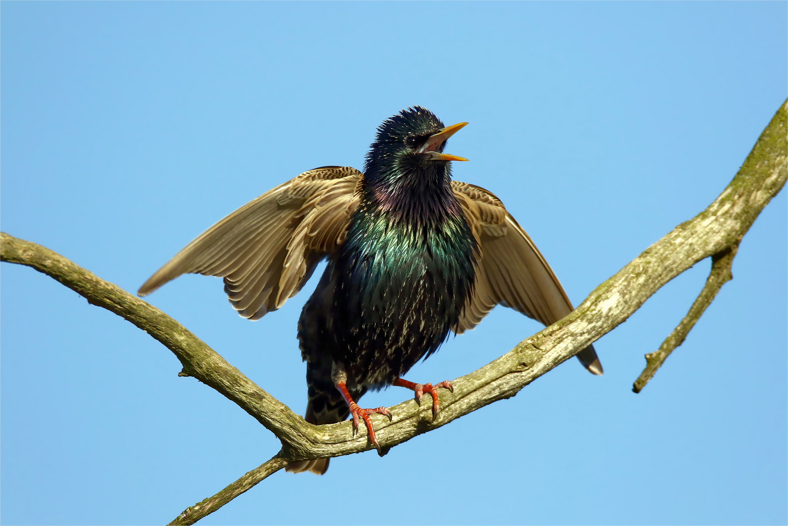 Endlich Früüüüühling! Star (Sturnus vulgaris) - Vogel des Jahres 2018