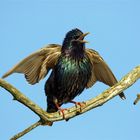 Endlich Früüüüühling! Star (Sturnus vulgaris) - Vogel des Jahres 2018