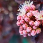 Endlich Fühling