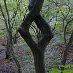 Endlich gefunden: den seltenen Merkel-Baum mit Raute! 