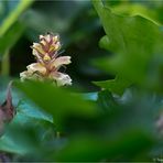 Endlich gefunden....... Efeu-Sommerwurz (Orobanche hederae)?