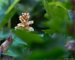 Endlich gefunden....... Efeu-Sommerwurz (Orobanche hederae)?