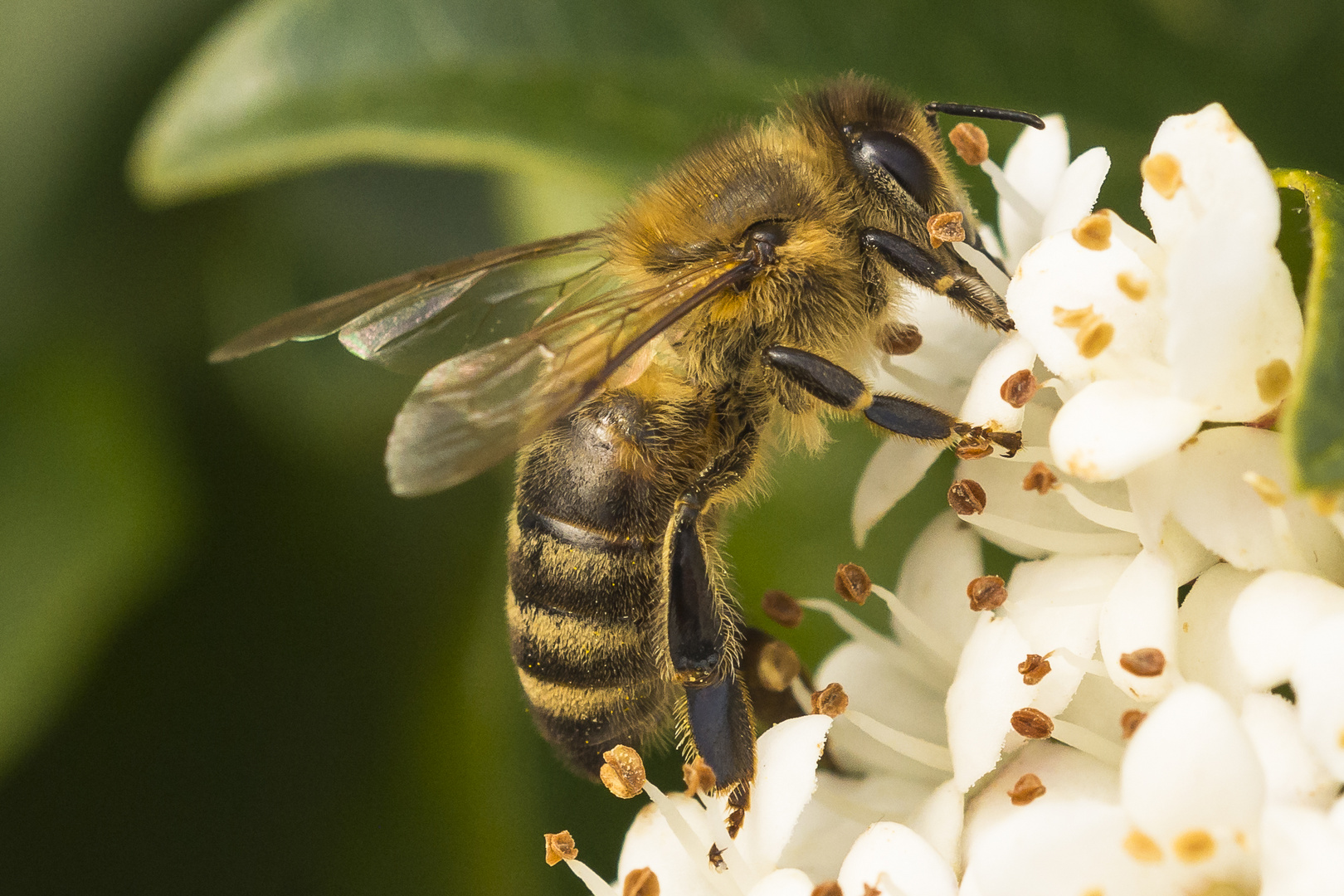 Endlich gibt es für uns Bienen Wärme und Nektar