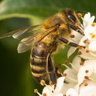 Endlich gibt es für uns Bienen Wärme und Nektar