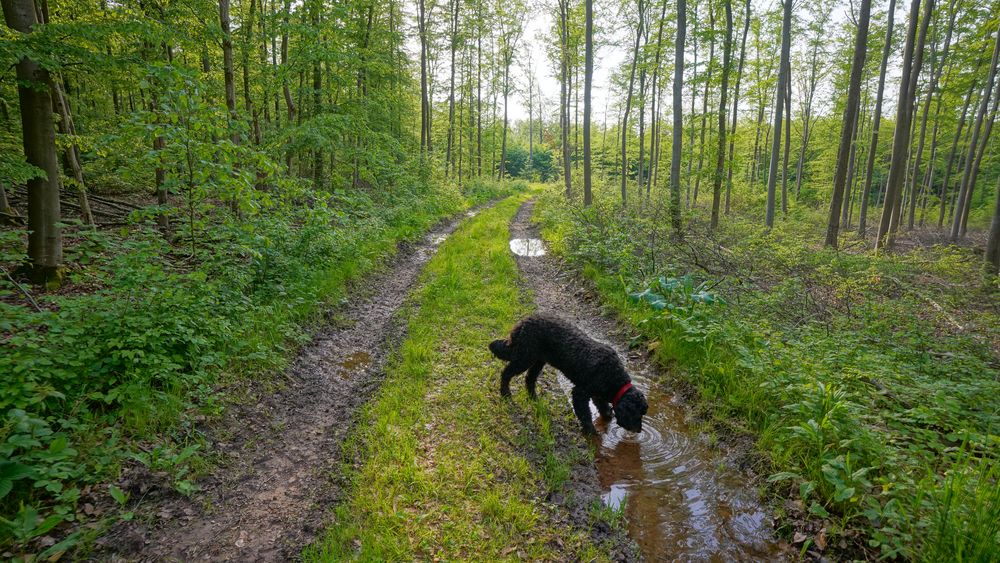 endlich gibt es wieder Pfützen im Wald ( por fin hay charcos en el bosque)