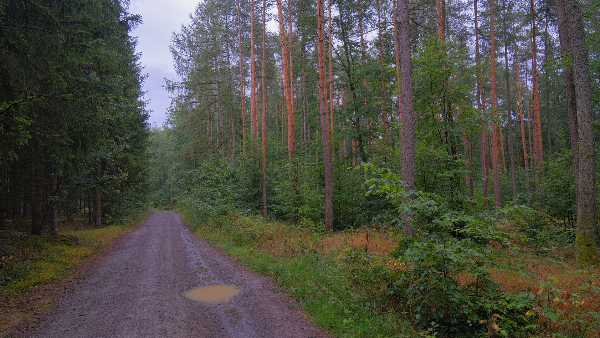 endlich gibt es wieder Pfützen im Wald (por fin vuelve a haber charcos en el bosque)