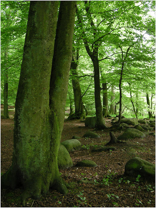 Endlich Grün - Frühling im Buchenwald