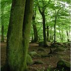 Endlich Grün - Frühling im Buchenwald