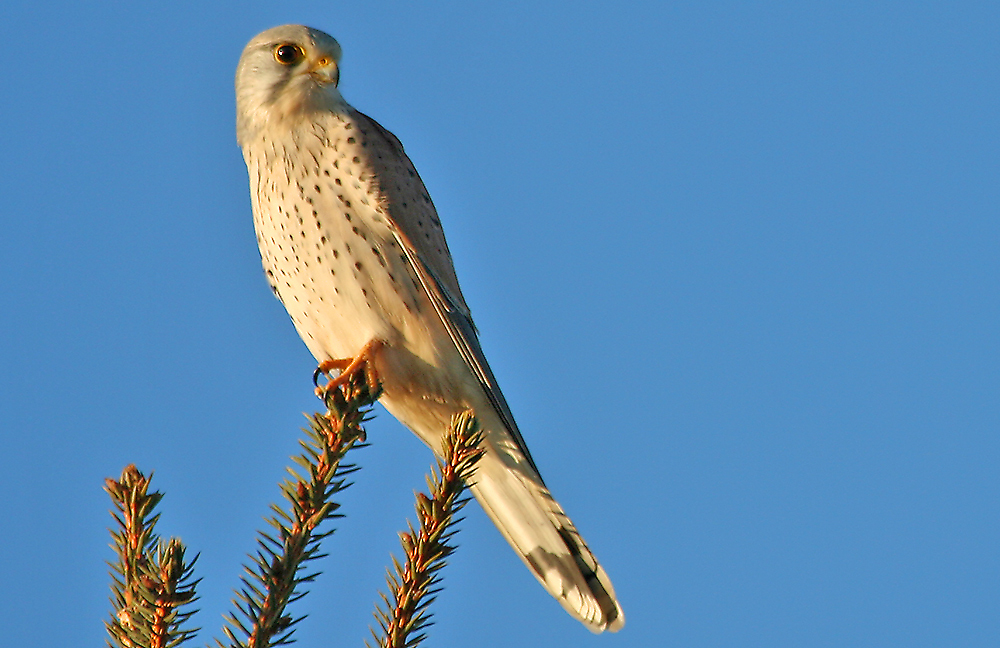 endlich hab ich auch einen schönen Greif, bloß welcher Falke ist es ??